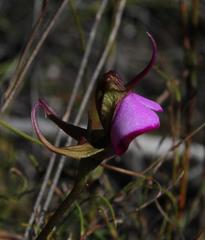 Disperis capensis capensis