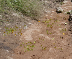 Abaeis mexicana