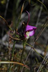 Disperis capensis capensis