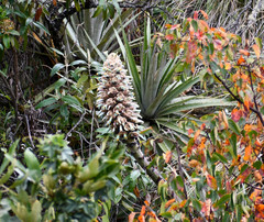 Puya glomerifera