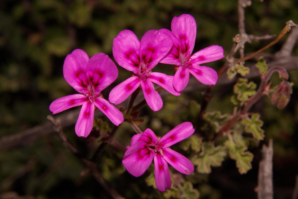 Geranium