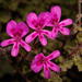 Magenta Storksbill - Photo (c) peterweston, some rights reserved (CC BY-NC)