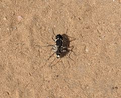 Cicindela schauppii