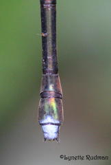 Chlorolestes tessellatus