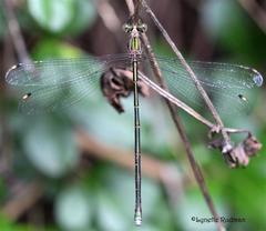Chlorolestes tessellatus