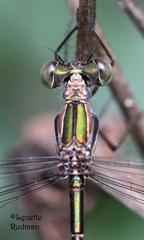 Chlorolestes tessellatus