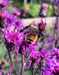 Bombus borealis