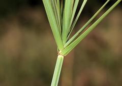Cyperus sexangularis
