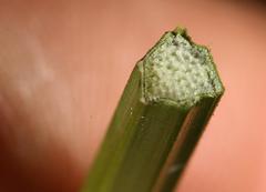 Cyperus sexangularis