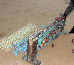 Cyperus sexangularis