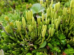 Diphasiastrum alpinum