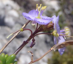 Heliophila subulata