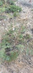 Phlojodicarpus sibiricus