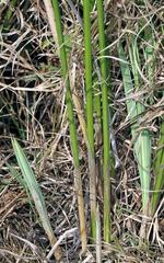 Cyperus sexangularis