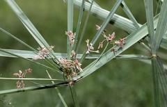Cyperus sexangularis