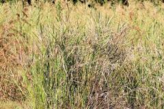 Cyperus sexangularis