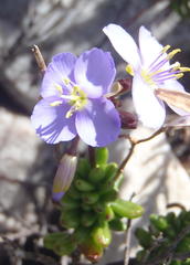 Heliophila subulata