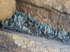 Myriopteris lindheimeri