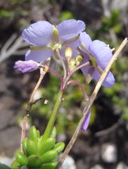 Heliophila subulata