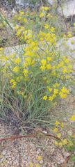 Bupleurum bicaule