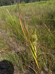 Sparganium androcladum