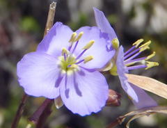 Heliophila subulata