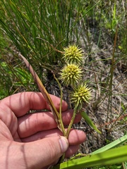 Sparganium androcladum