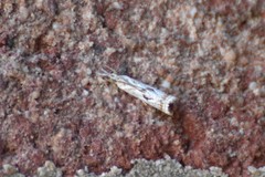 Microcrambus minor