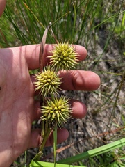 Sparganium androcladum