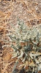 Atriplex coronata coronata