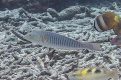 Hologymnosus doliatus