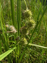 Sparganium androcladum