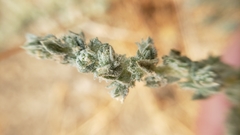 Atriplex coronata coronata