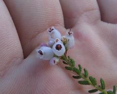 Erica scabriuscula