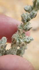 Atriplex coronata coronata