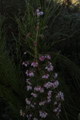 Erica scabriuscula