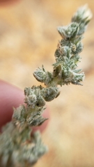 Atriplex coronata coronata