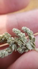 Atriplex coronata coronata