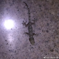 Gekko chinensis