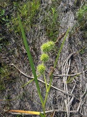 Sparganium androcladum