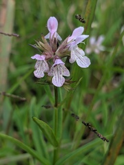 Stachys hyssopifolia