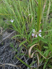 Stachys hyssopifolia