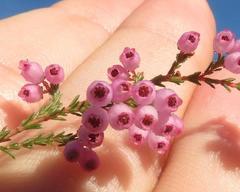 Erica gracilis