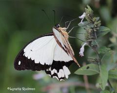 Papilio dardanus cenea