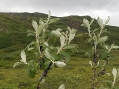 Salix alaxensis