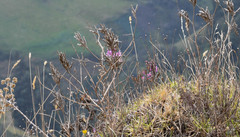 Epidendrum secundum