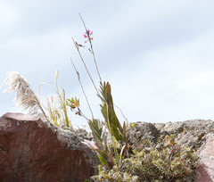 Epidendrum secundum