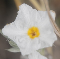 Euploca confertifolia