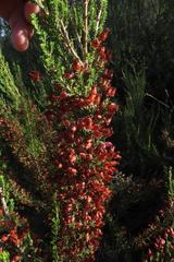 Erica glomiflora glomiflora