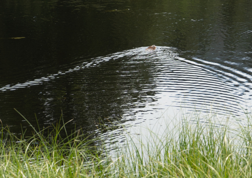 American Beaver photographed in Colorado